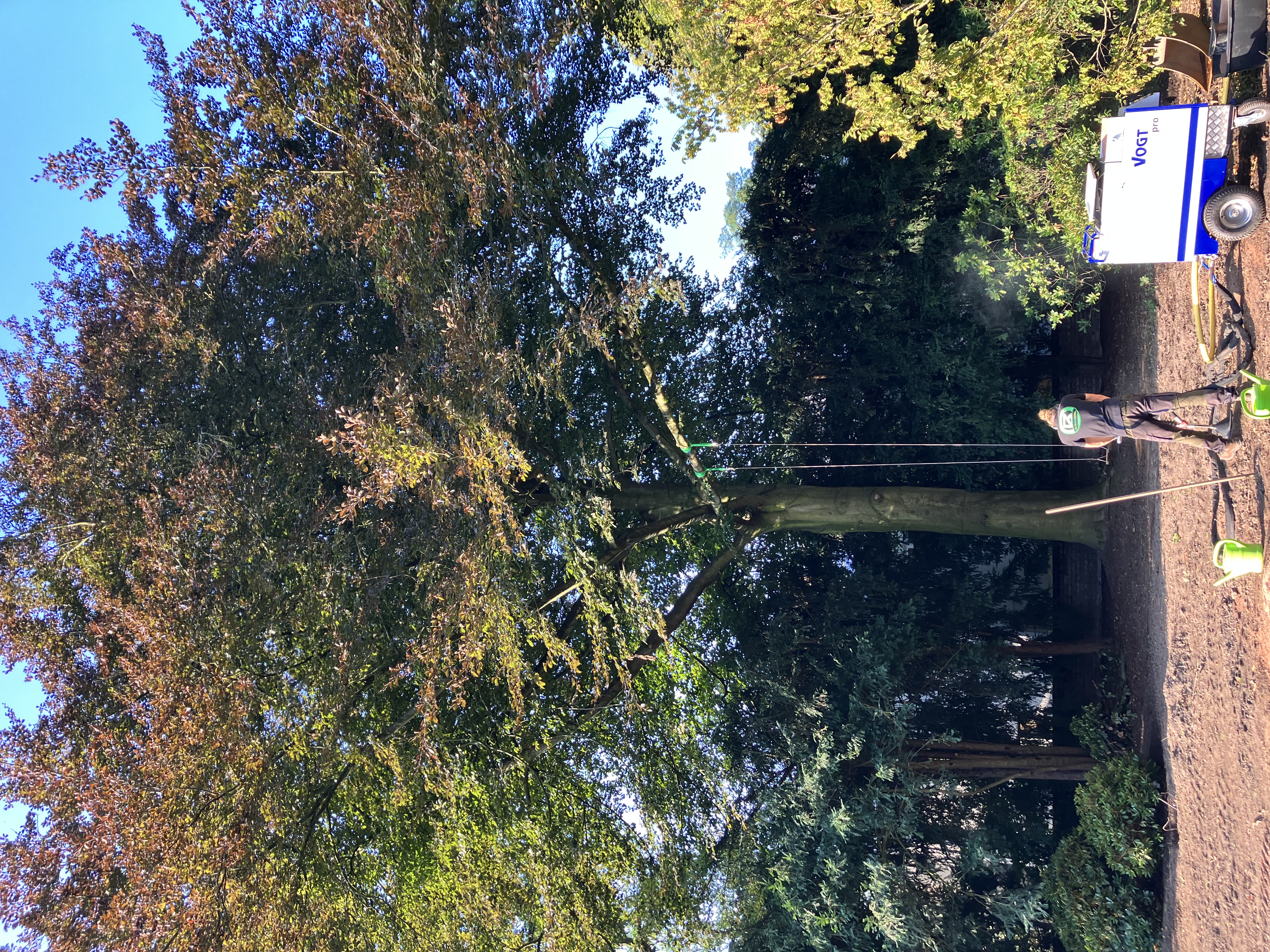 Baumsanierung mit Drucklufttechnik an einem großen Baum