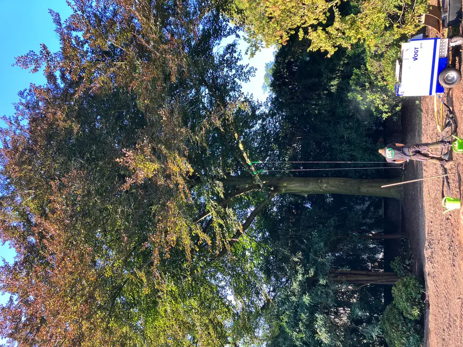 Baumsanierung mit Drucklufttechnik an einem großen Baum