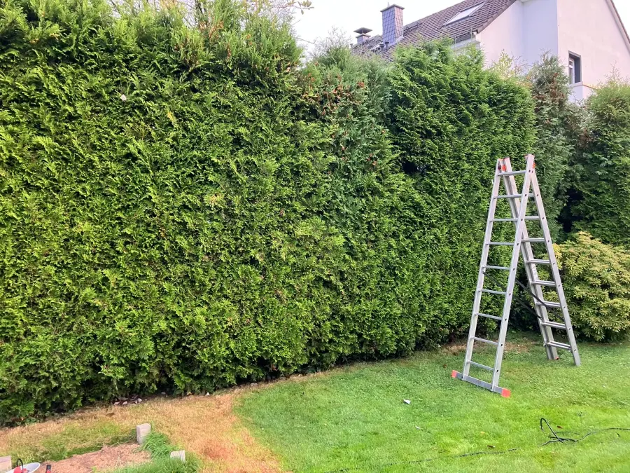 Dichte gesunde Hecke nach Wurzelraumverbesserung durch die Bodenbelüfter