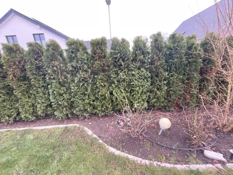 Thujahecke in Hilden mit abgestorbenen, braunen Bereichen vor der Behandlung
